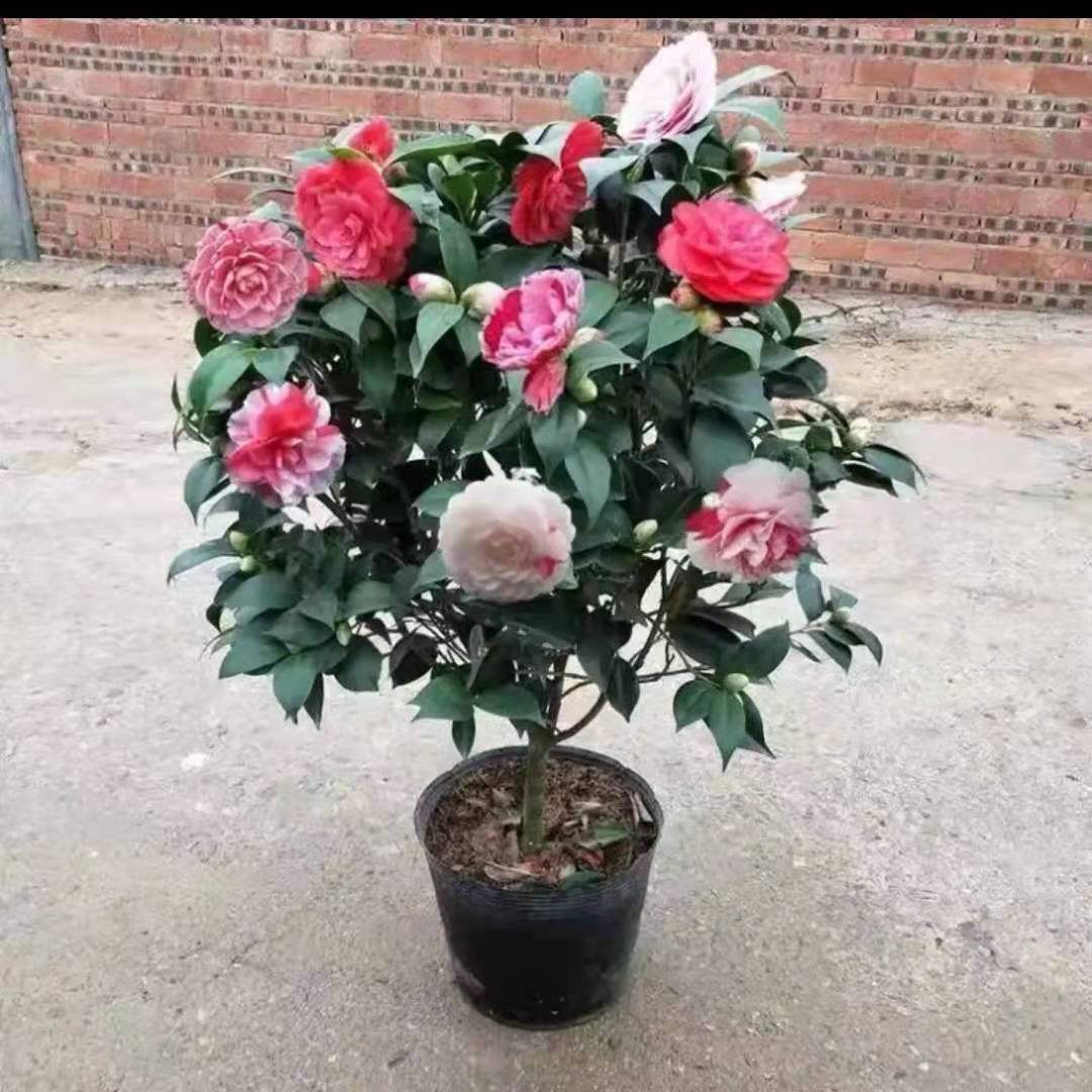 多色山茶花五色赤丹盆栽花卉大全四季长青福建龙岩基地直销