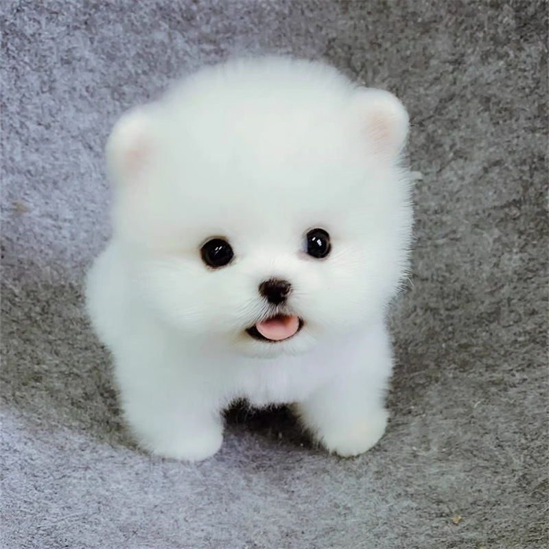 纯种博美宠物幼犬活体长不大小型博美犬黄白色幼崽茶杯犬宠物狗狗