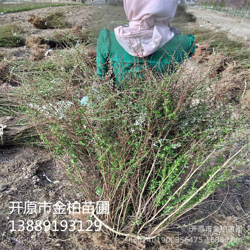 苗圃批发 珍珠绣线菊 工程绿篱灌丛 雪柳 珍珠绣线