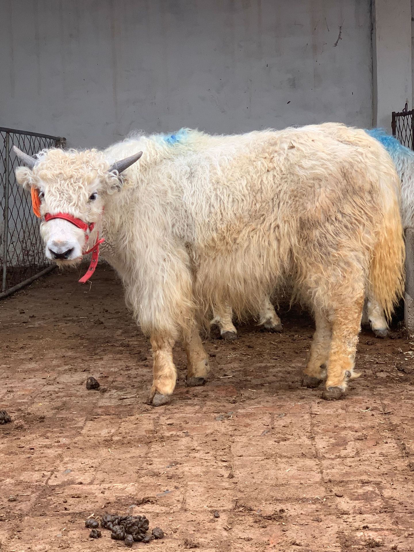 0成交0只白牦牛犊 黑牦牛犊哪里有卖的安格斯牛价格是多少相似店铺>