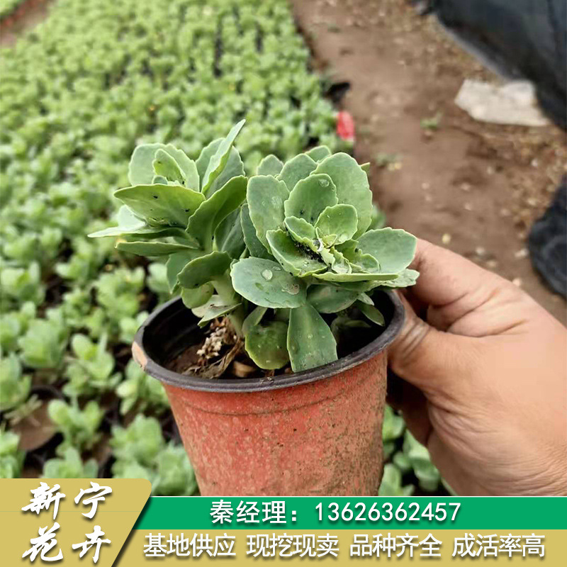青州基地供应八宝景天盆栽苗 地被植物八宝景天公园花坛绿化草花