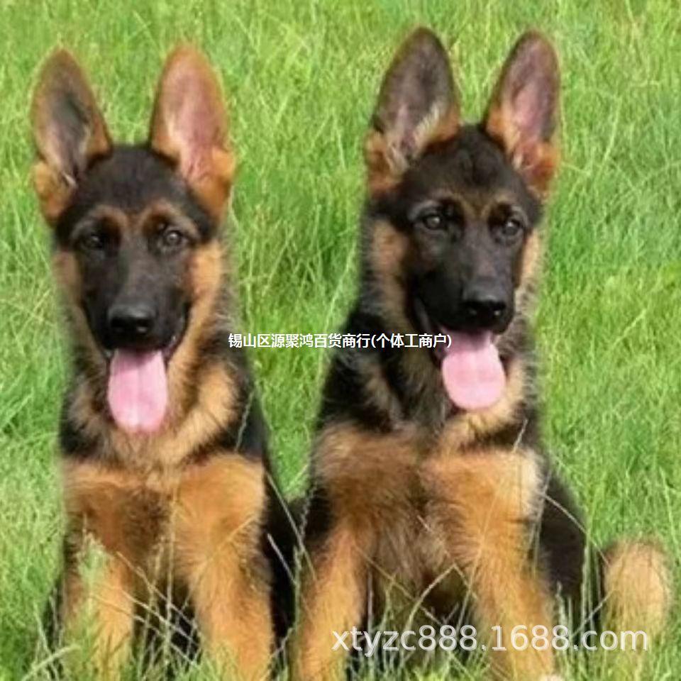 源聚鸿警犬黑德国宠物狗军犬牧大型幼犬平牧羊宠物猎犬牧羊犬活体