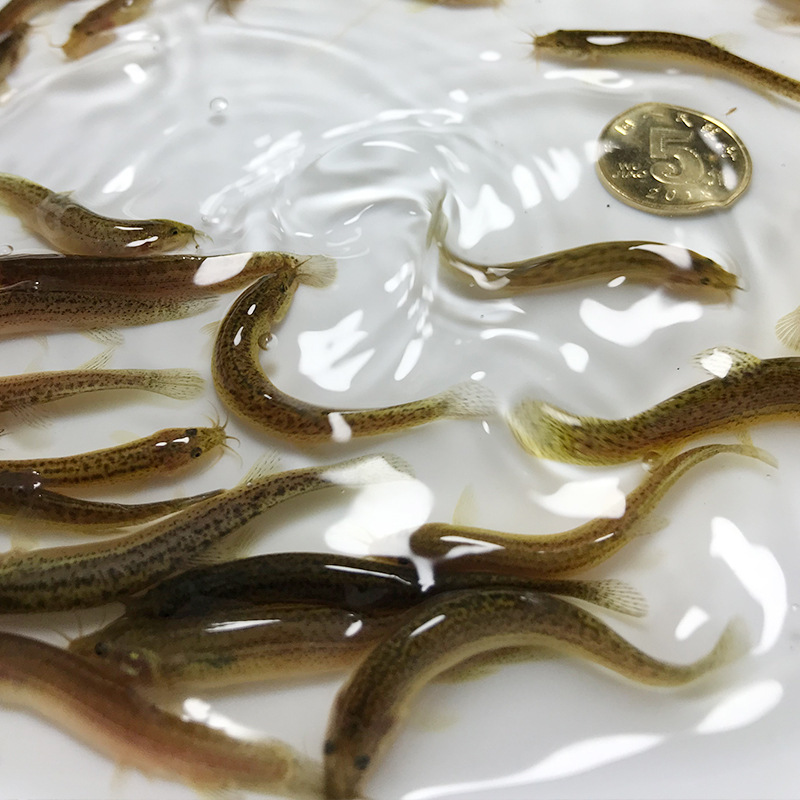 泥鳅寸苗养殖