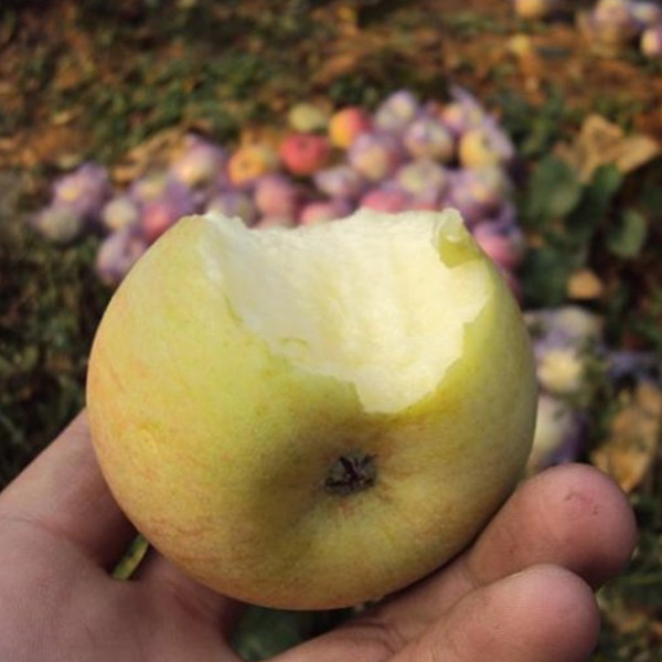 北京平谷新鲜国光苹果 小国光苹果 酸甜国光苹果 怀旧五斤装