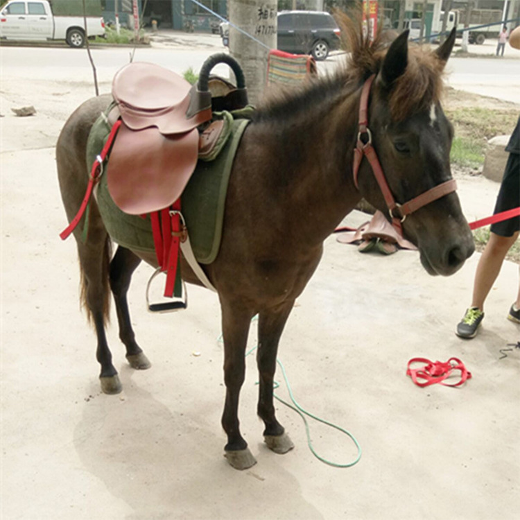 欧式矮马马车出售德保矮马养殖厂供应骑乘德保矮马