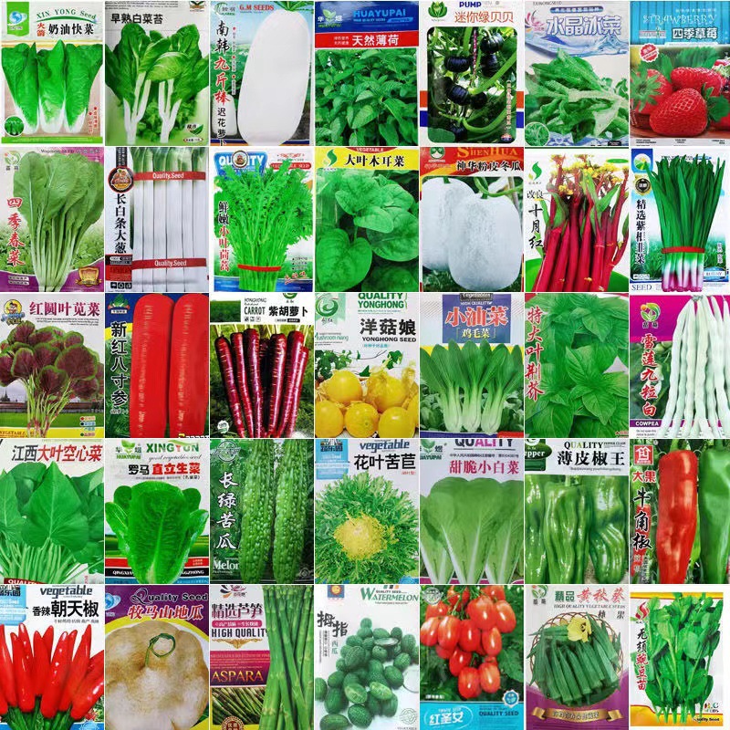 一件代发蔬菜种子适播种孑小葱香菜菠菜上海青家庭阳台盆栽露天小