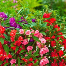 新鲜凤仙种子混色指甲花室内四季播种庭院阳台花公园小区绿化开花