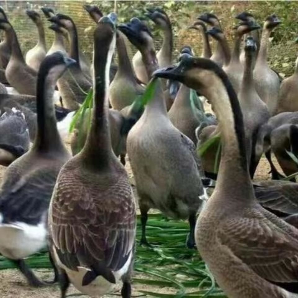 广东正宗清远黑棕鹅农家散养土鹅新鲜现杀6斤大乌鬃鹅肉整只包邮