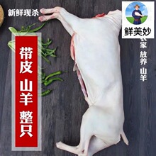 整只羊内蒙古清真草地带皮50斤带皮羊排羊肉15斤厂家批发一件批发