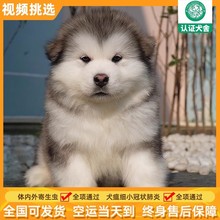 出售纯种大白熊犬活体,巨型全白微笑天使温剩宠物狗狗训练_阿里巴巴找