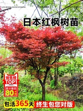 日本红枫树苗盆景老桩四季红室外庭院风景树绿化枫树苗红舞姬大树
