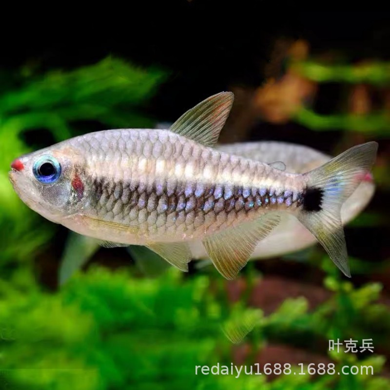 可卡灯鱼_饰眼直线脂鲤,为鲤形目,脂鲤科,直线脂鲤属,灯鱼系列品种,原