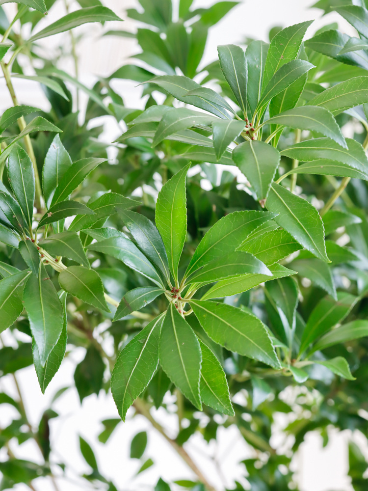 日本马醉木植物鲜切枝鲜花鲜切花装饰水养插花家用吊钟造型