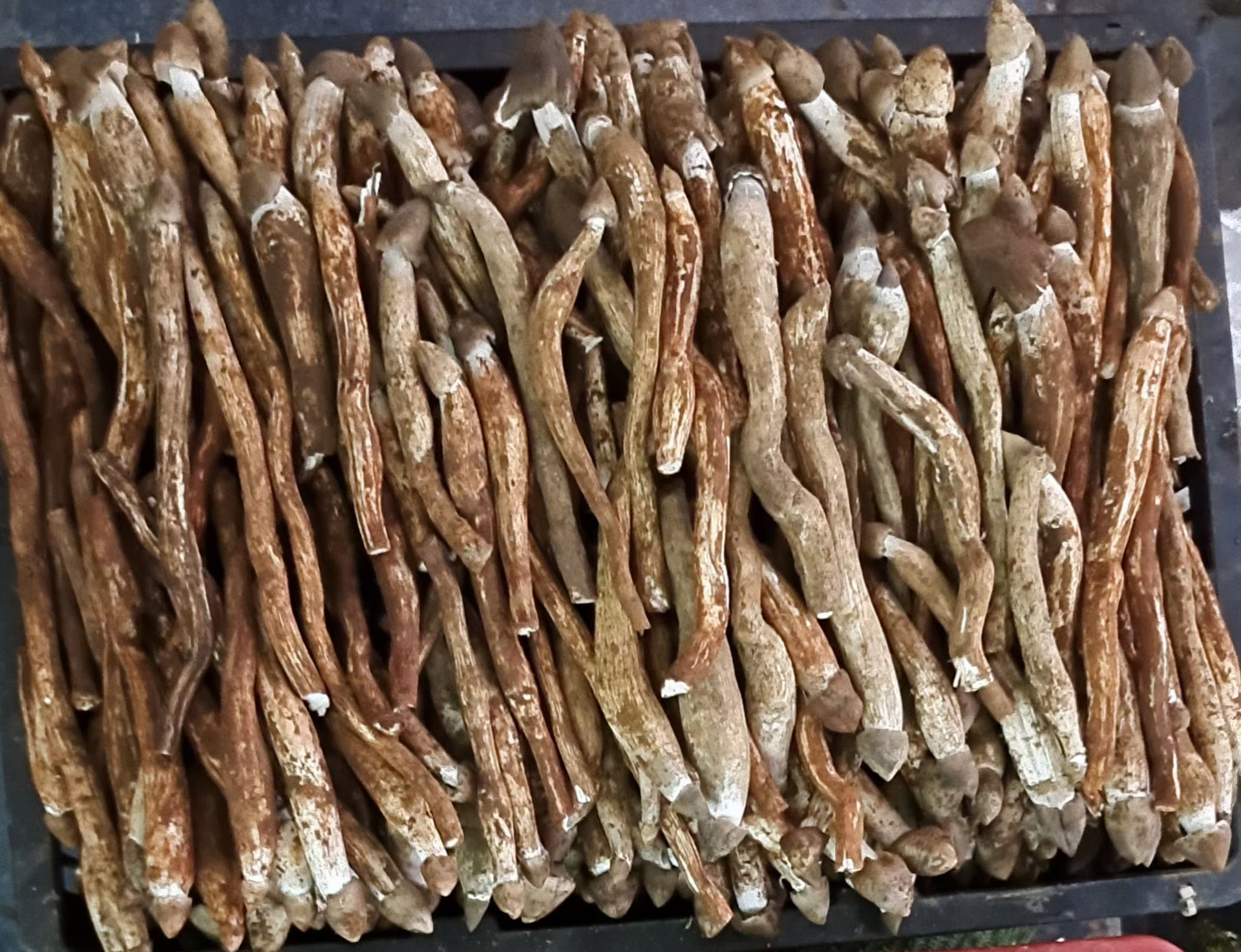 2021年云南特产火把新鲜鸡枞菌大白鸡枞鸡肉丝菇荔枝菌一件代发