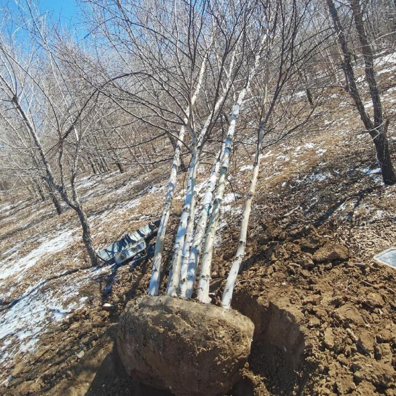 东北耐寒乔木 丛生白桦树 单株白桦树苗 装饰白桦产地批发