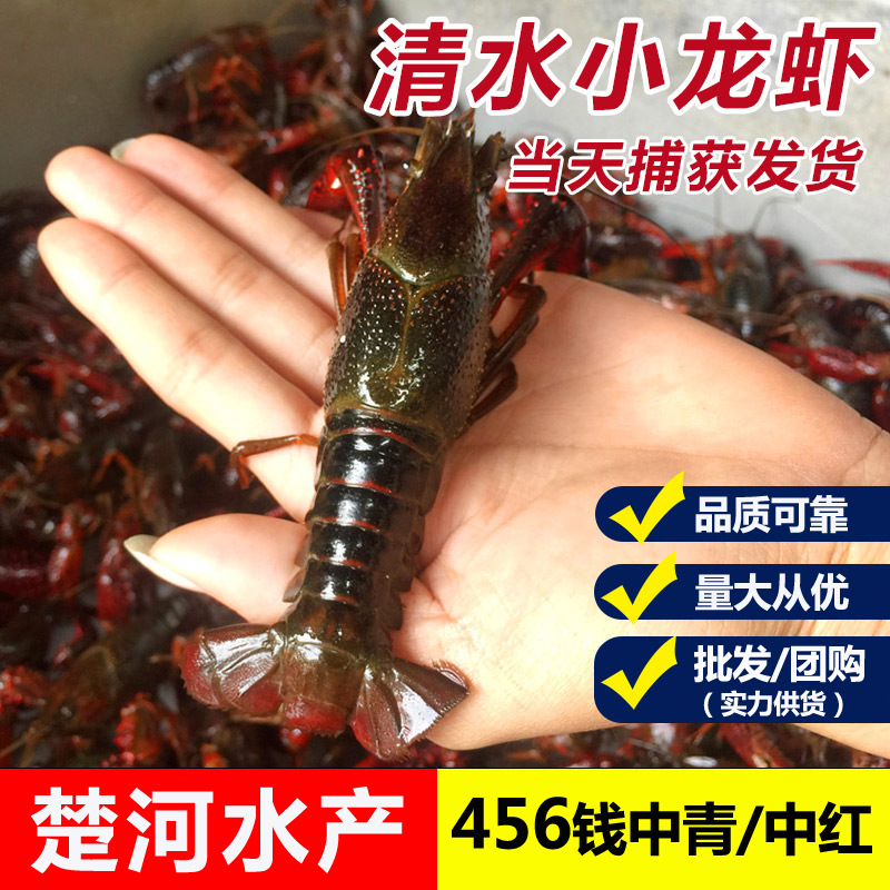 规格立即订购加入进货单买家服务支付方式世界小龙虾看中国中国小龙虾