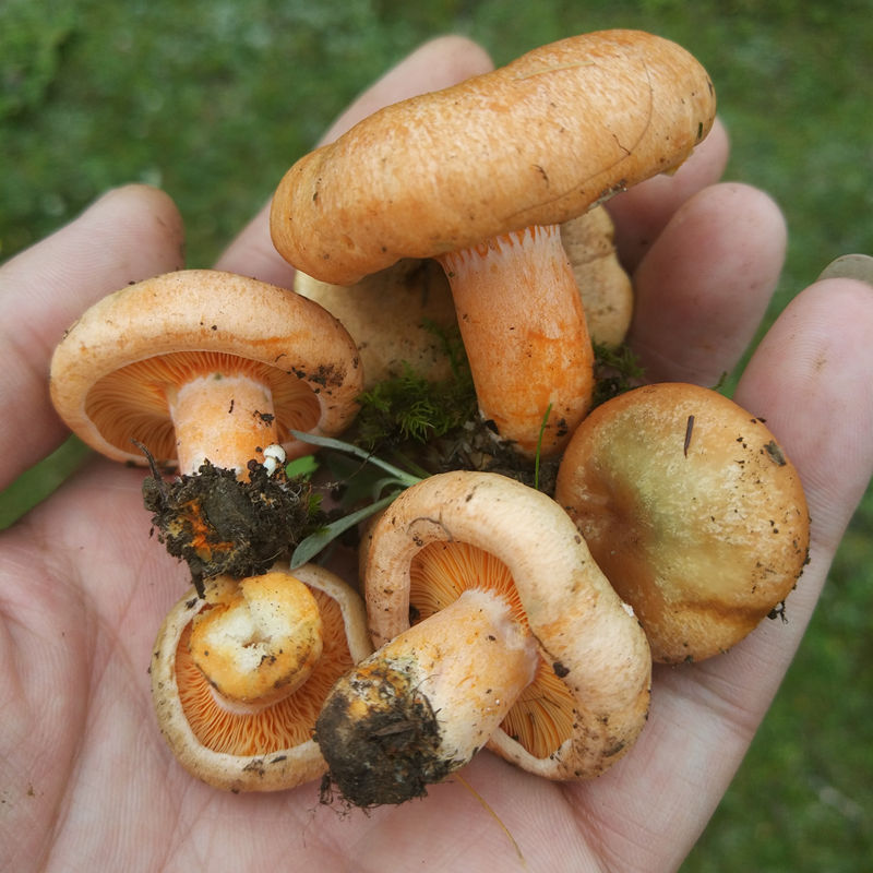 湖南野生菌