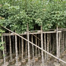 广东深圳基地袋苗重阳木大树苗秋枫大树乔木绿化树苗地苗景观工程