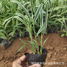 花园池塘观赏水生植物花叶芦苇 湿地绿化公园装扮绿化苗