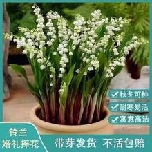 【铃兰】四季开花铃兰花苗带芽浓香型花卉绿植多年生耐寒植物