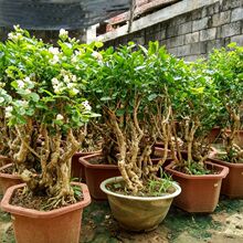 横县茉莉花重瓣茉莉花苗茉莉花盆栽室内阳台花卉绿植