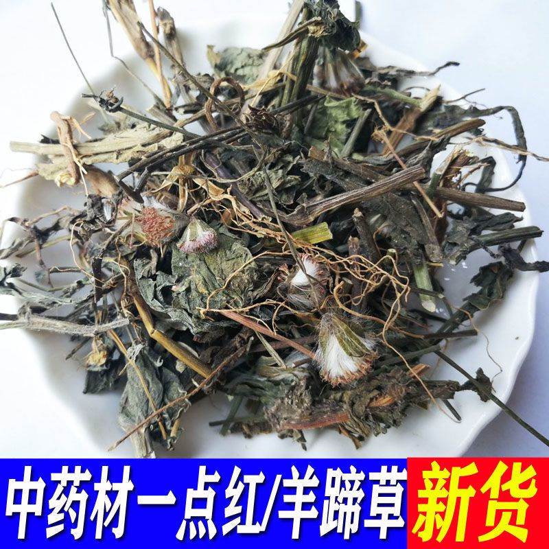 一点红 新鲜晒干叶下红材羊蹄草 红叶草 红背叶 紫背草-阿里巴巴