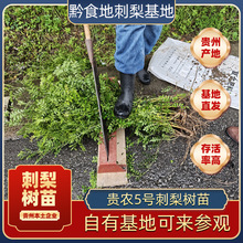 果树苗贵州刺梨树苗7-12个月树苗成活高山种植贵农5号刺梨苗鲜果
