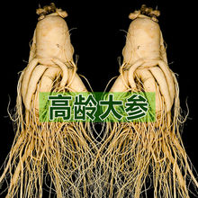 【包邮】【长白山人参保鲜参】泡酒炖汤高品质足龄东北特产人参鲜
