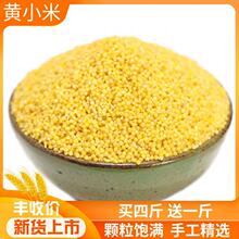 黄小米新米500g米脂丰富五谷杂粮粗粮月子宝宝小米粥小黄米粥粟米