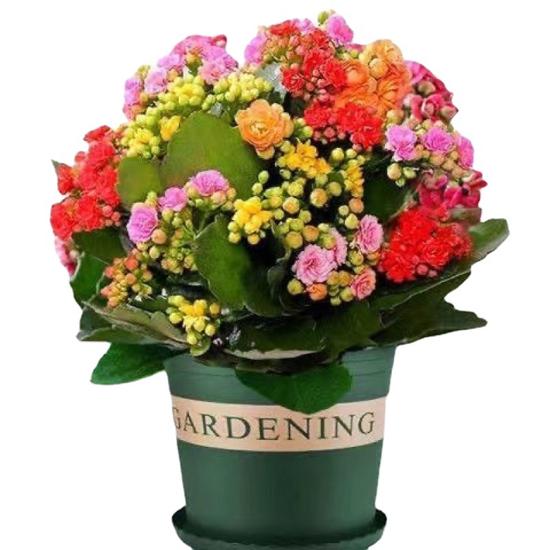 长寿花盆栽稀有金狐狸重瓣大花四季开花带花苞室内外绿植花卉代发