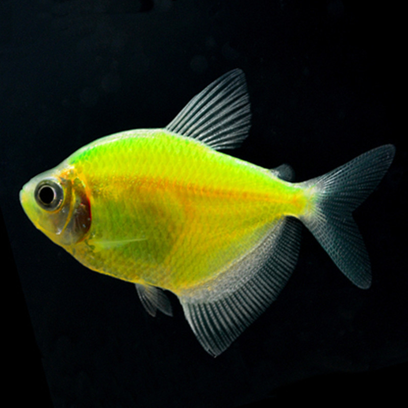 青苹果水族绿衣活体天使鱼