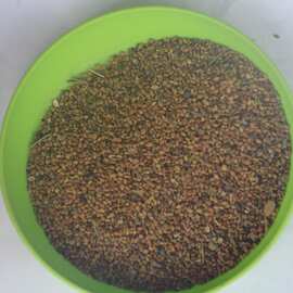 供应牧草种子 草木犀种子