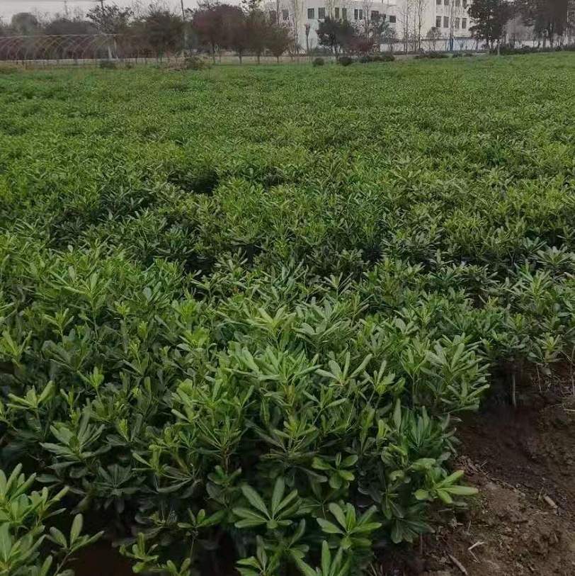 洒金珊瑚 又名桃叶珊瑚 花叶珊瑚 行道绿化 基地大量 青珊瑚