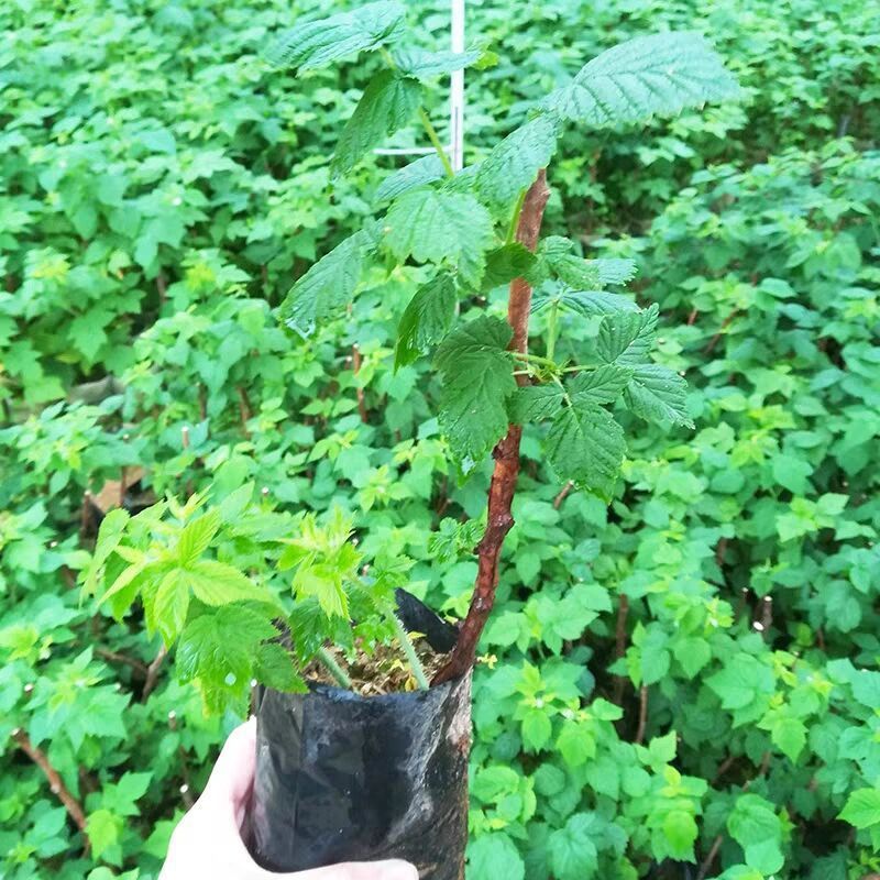 树莓苗掌叶覆盆子山莓黑树莓红树莓黄树莓草莓树盆栽地栽南方北方