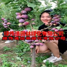 蜂糖李子树苗南北方种植盆栽地栽果树果苗脱骨特大脱骨嫁接李子苗