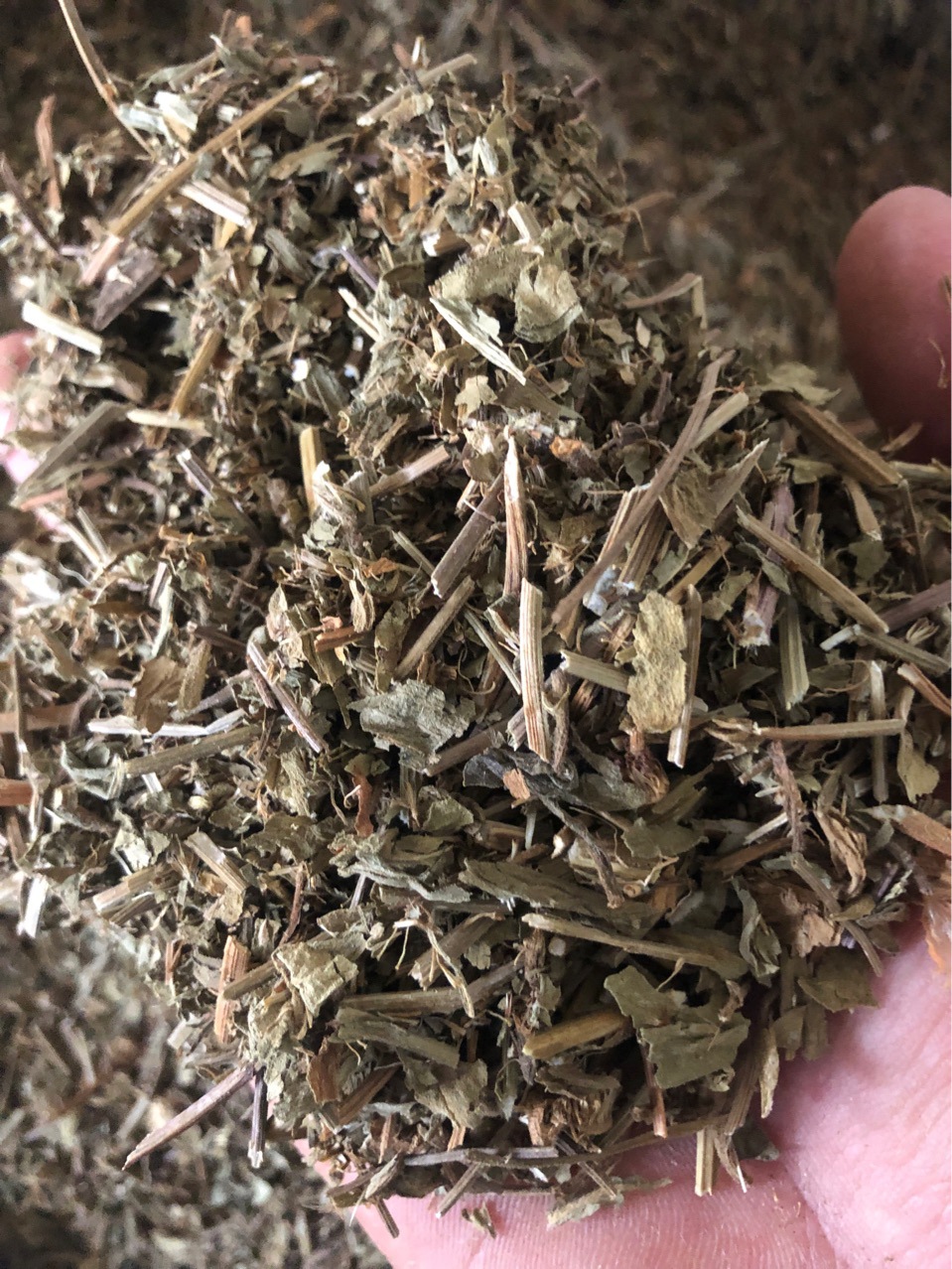 批发中药灯盏细辛地顶草灯盏花双葵花东菊灯盏草各种规格