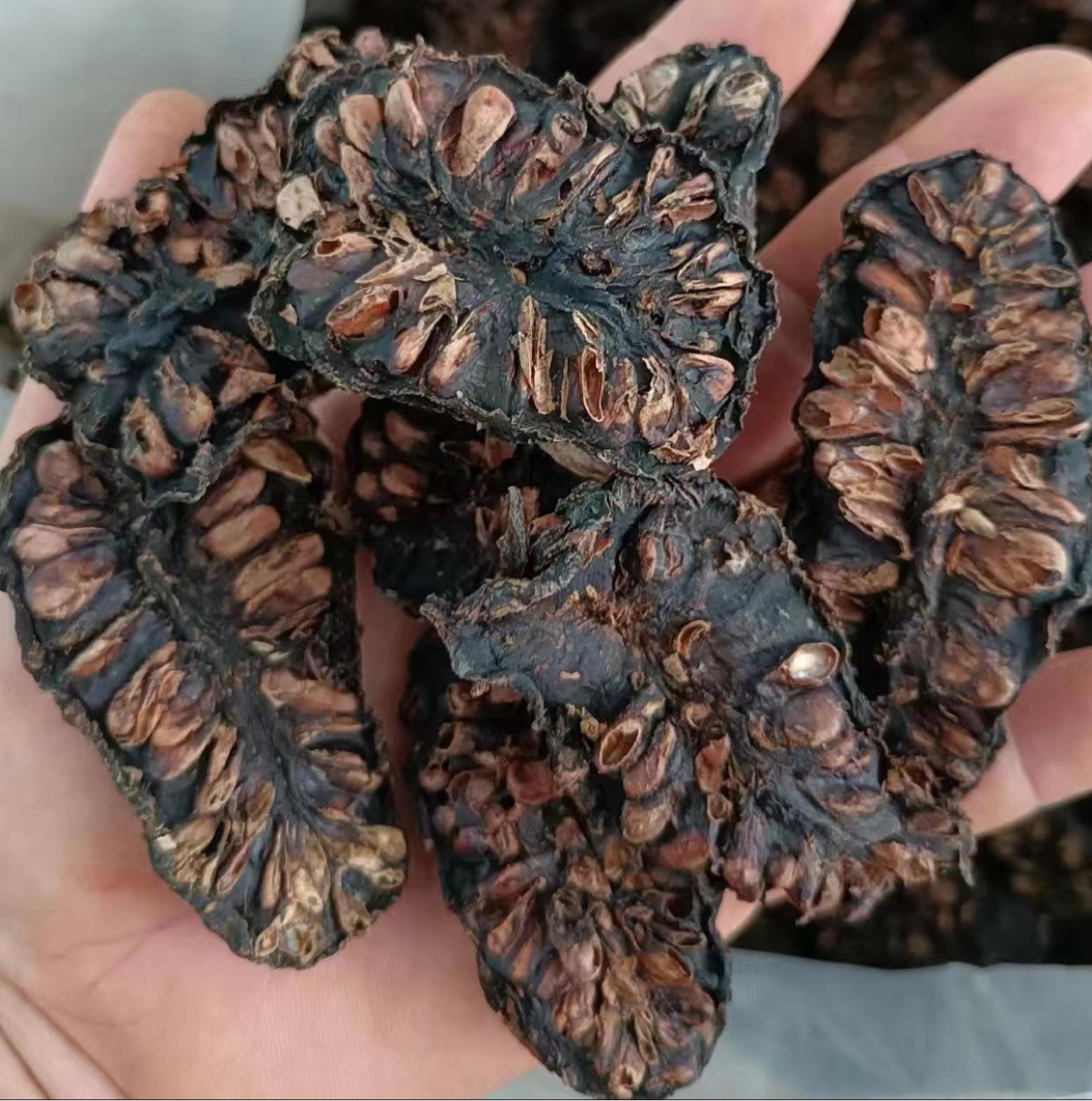 【买三送一】云南西双版纳傣家诺丽果干大片筛选小片250克/袋