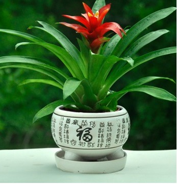 包邮鸿运当头盆景室内植物红花卉盆栽绿植凤梨阳台办公客厅不含盆