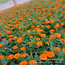 花卉种植基地批发孔雀草 公路公园绿化工程 万寿菊时令草花