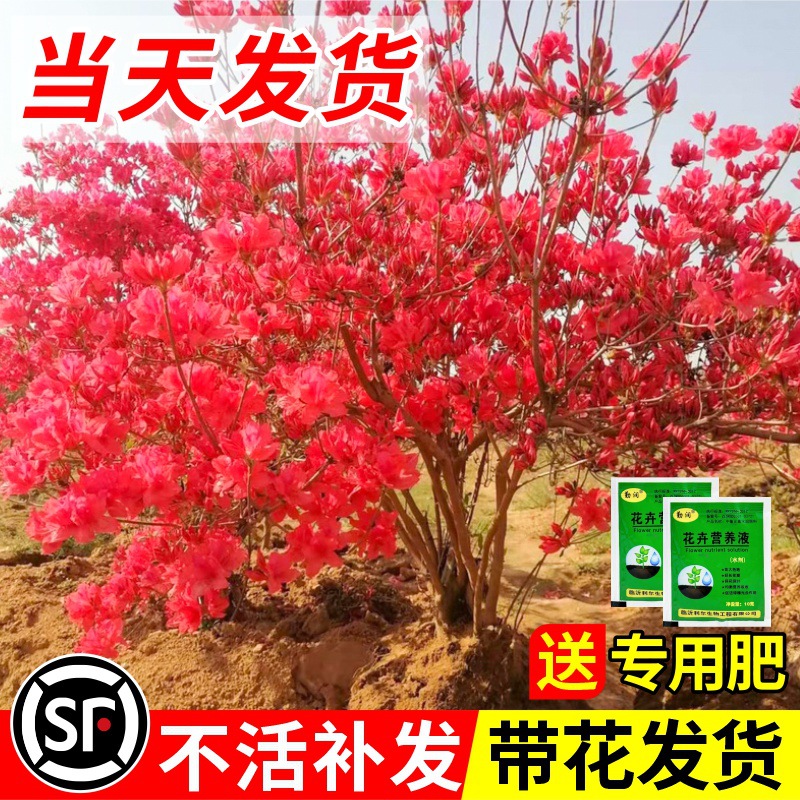 一件代发野生映山红树苗盆栽景老桩毛杜鹃花苗南北方室外种植庭院
