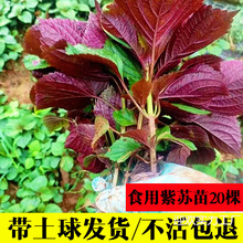 可食用紫苏苗棵带土带根发货大叶新鲜紫苏幼苗四季盆栽阳台种植