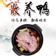 忠意桂柳白条鸭3.