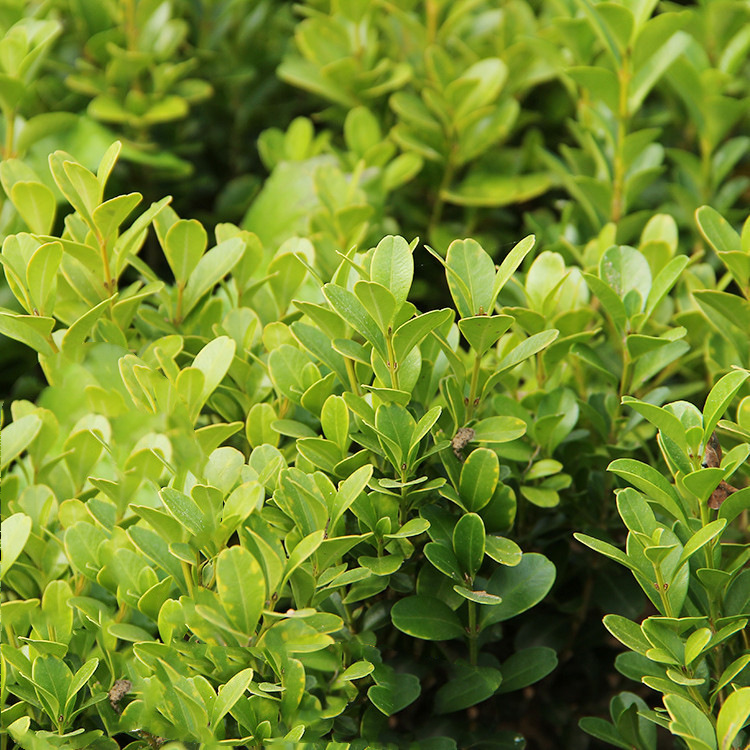 基地供应批发黄杨 品种丰富豆瓣小叶黄杨球 庭院绿化工程黄杨