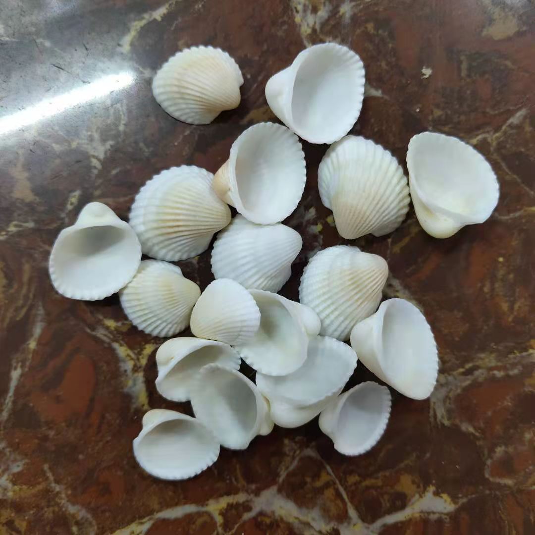 鸟头贝 天然海螺贝壳手工制作配件按斤批发1-2厘米 白贝壳