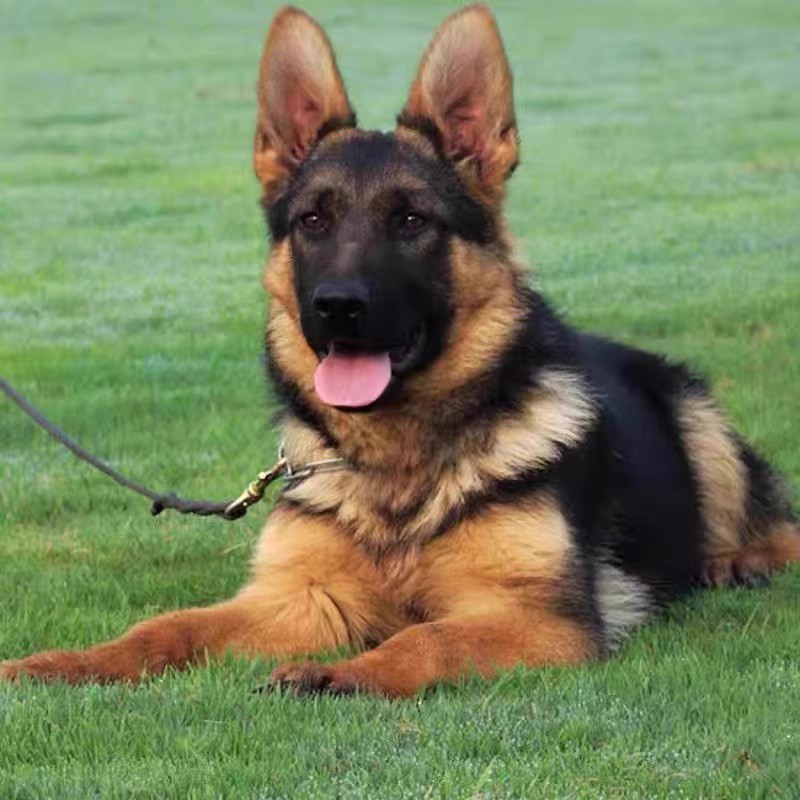 双血统纯种德牧幼犬活体德国牧羊犬赛级活泼聪明平背德牧看家护院