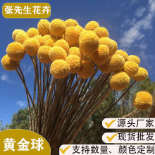 黄金球干花永生花云南厂家直销花束摆件家居装饰摄影干花