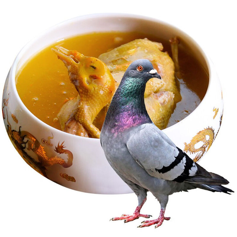 3只包邮新鲜老鸽子乳鸽农家散养鸽子杂粮喂养乳鸽老鸽子