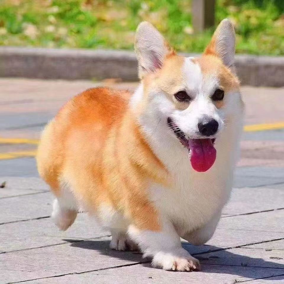 出售纯种柯基幼犬活体威尔士柯基宠物犬小型犬三通双色柯基幼崽狗