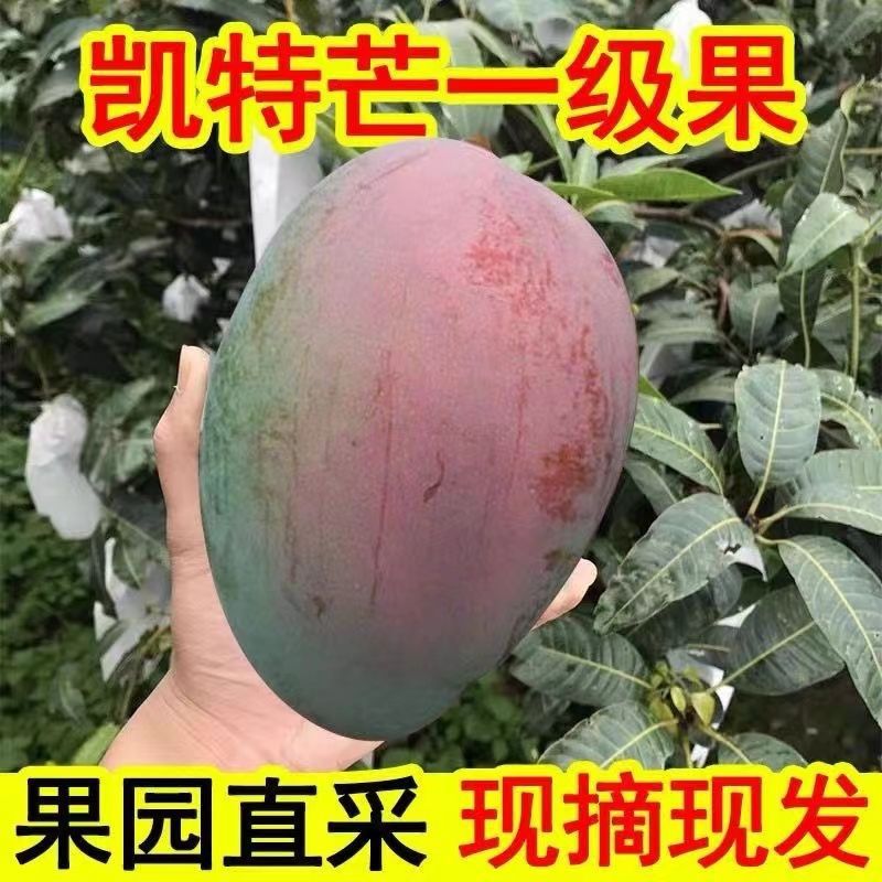 凯特芒果四川攀枝花大甜特大号新鲜水果批发10斤装