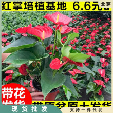 红掌盆栽客厅室内四季开花植物一帆风顺花卉红鸿运当头可水培绿植